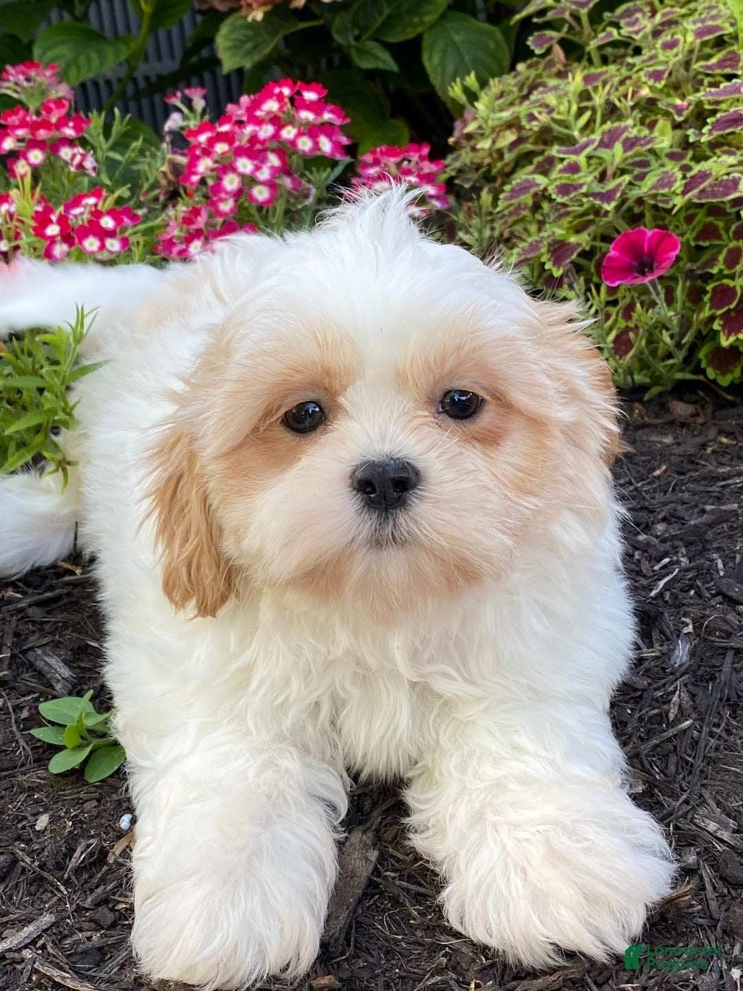 Shih Tzu dogs for sale: Skittles  - Ad 9