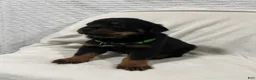 Rottweiler dogs for sale: rocky - Ad 4