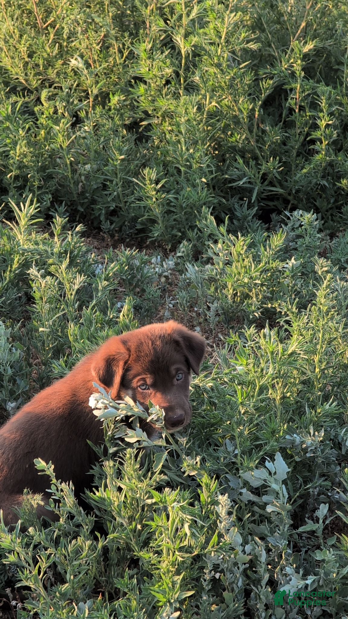 Mixed Breed dogs Bear - Ad 39