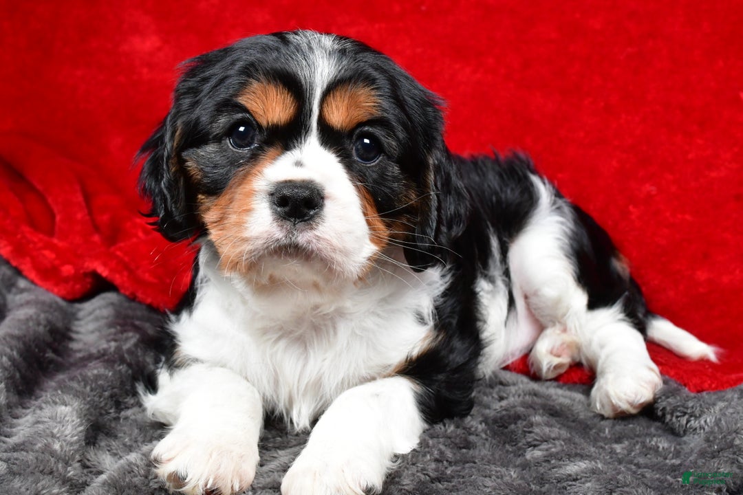 Cavalier King Charles Spaniel dogs for sale: Penny - Ad 2