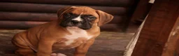 Boxer dogs for sale: Hank - Ad 2