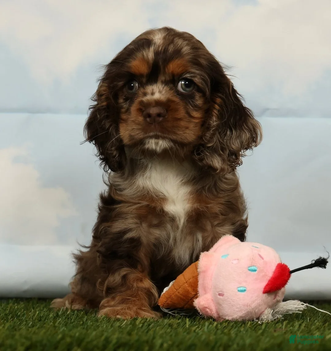 Cocker Spaniel dogs for sale: Haven - Ad 2
