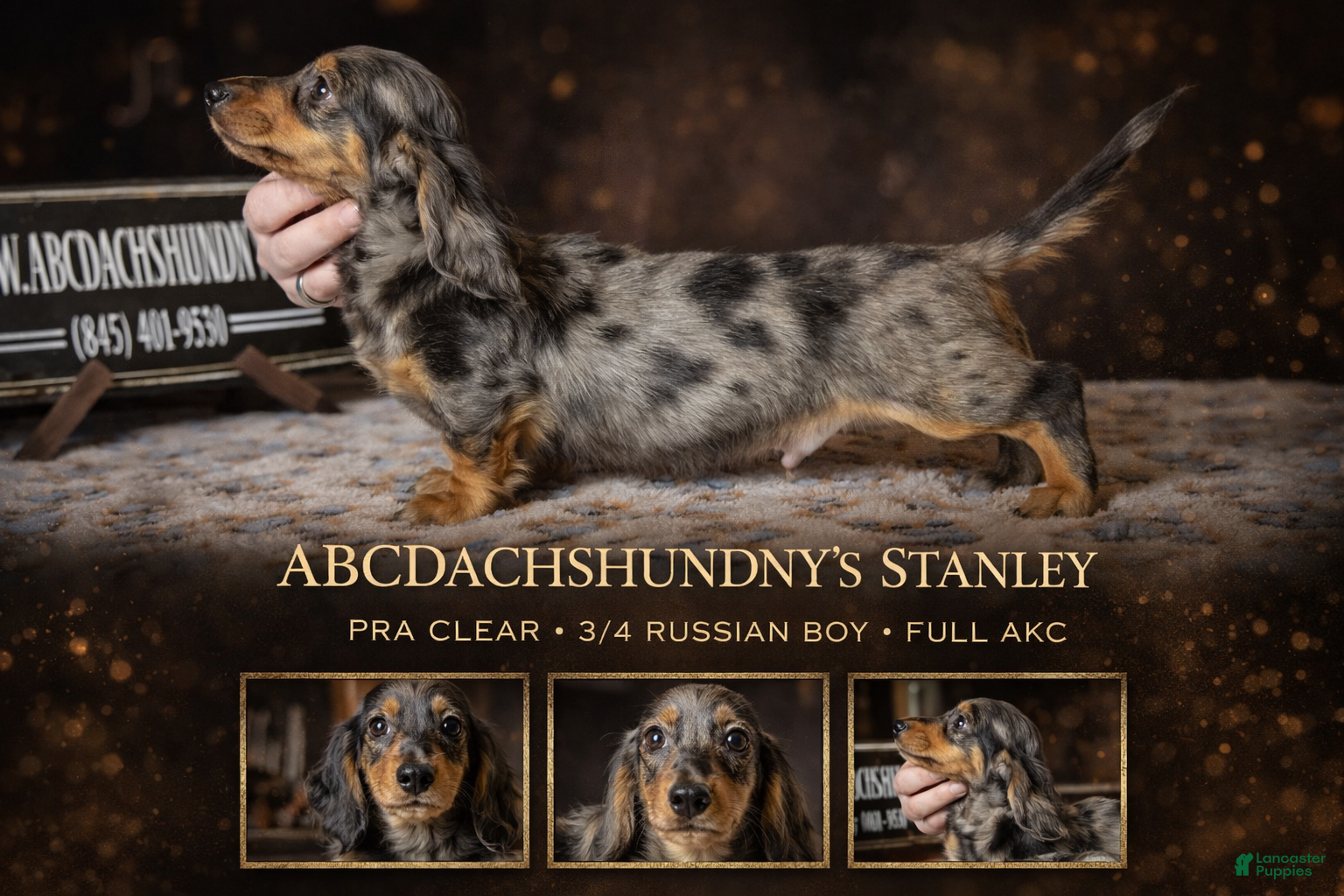 Miniature Dachshund dogs AKC Russian- Pra clear - Ad 2