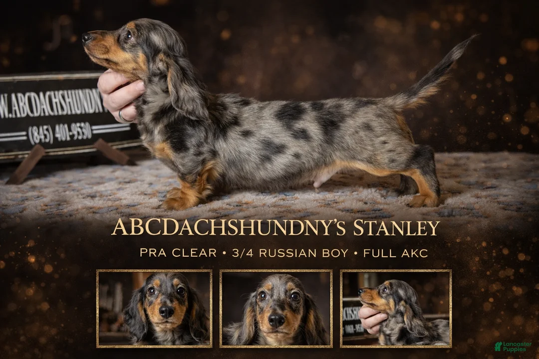 Miniature Dachshund dogs for sale: AKC Russian- Pra clear - Ad 1