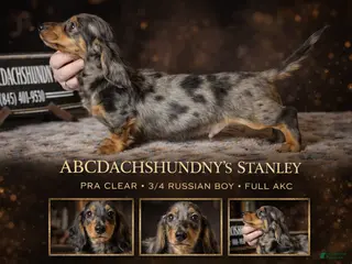 Miniature Dachshund dogs AKC Russian- Pra clear - Ad 18