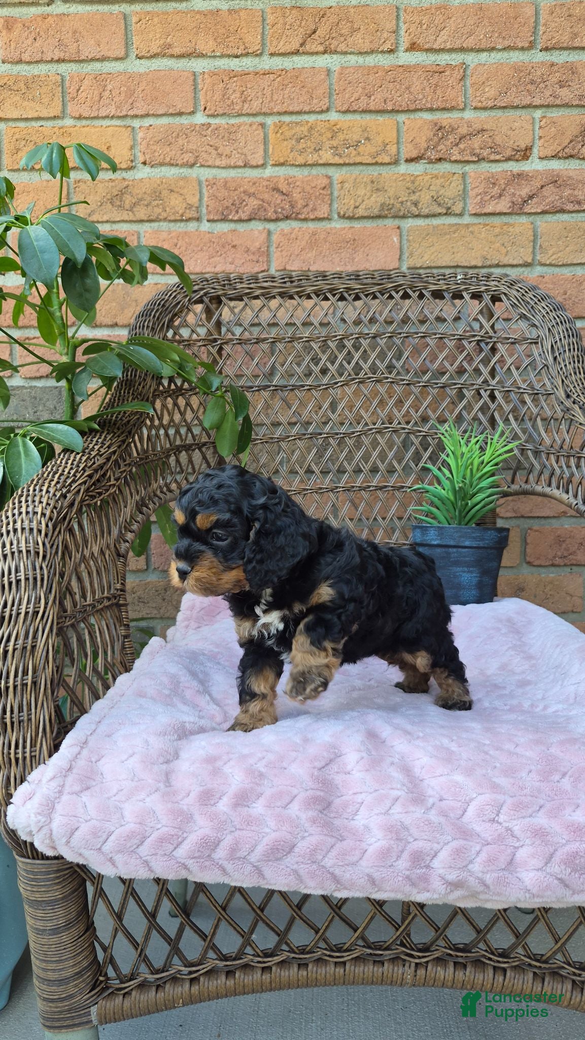 Cockapoo dogs Ellie - Ad 2