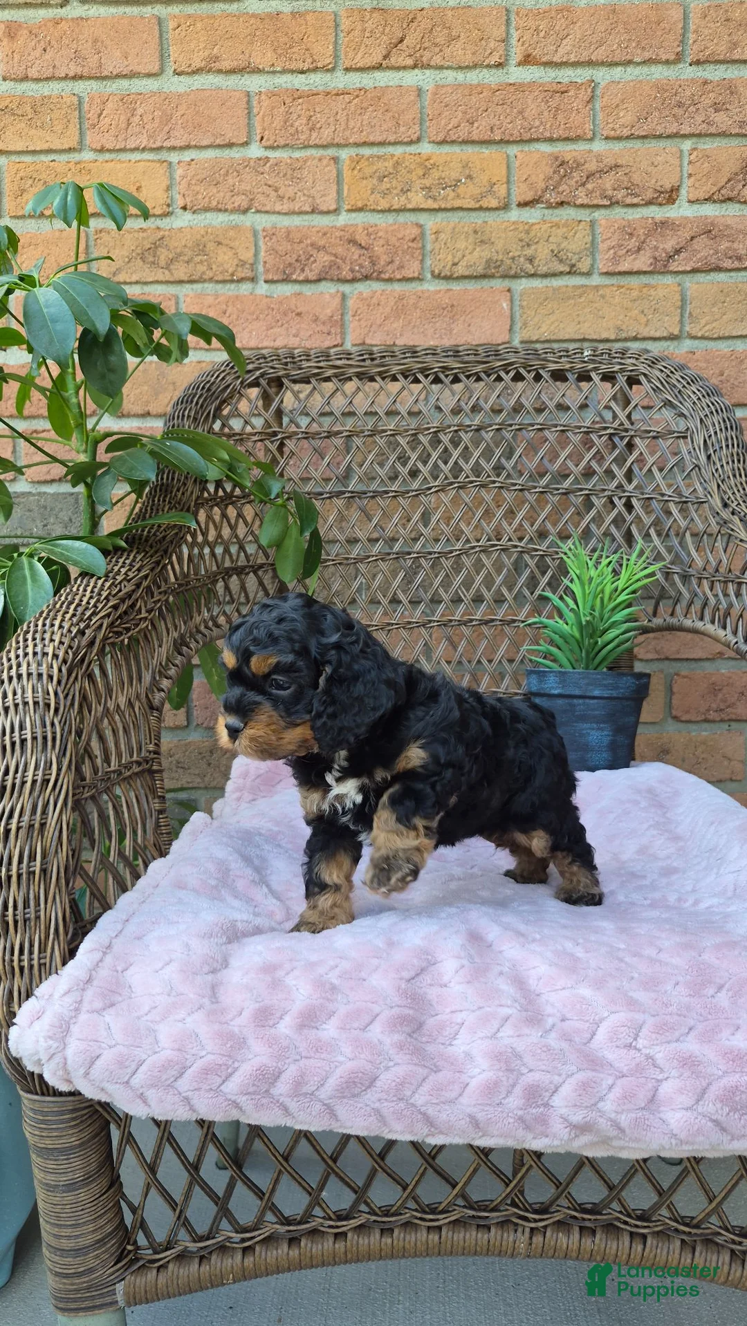 Cockapoo dogs for sale: Ellie - Ad 2