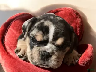 English Bulldog dogs Maxwell - Ad 9