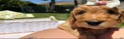 Goldendoodle dogs for sale: Blossom - Ad 6