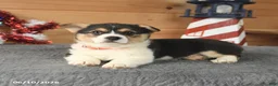 Welsh Corgi Pembroke dogs for sale: Paul Revere - Ad 3