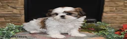 Shih Tzu dogs for sale: Tinker - Ad 3