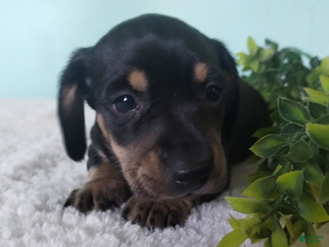 Miniature Dachshund dogs for sale: Fido - Ad 10