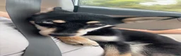 Mixed Breed dogs for sale: Mixed Breed 1 - Ad 3