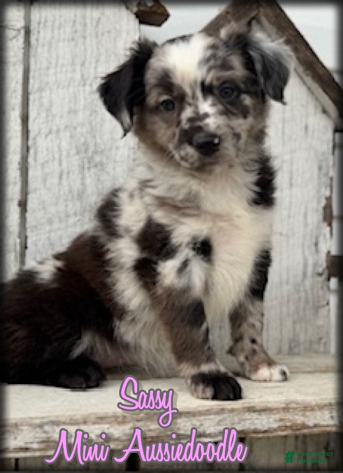 Mini Aussiedoodle dogs Sassy - Ad 1