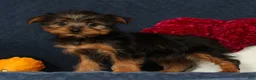 Yorkshire Terrier dogs for sale: Queenie - Ad 3