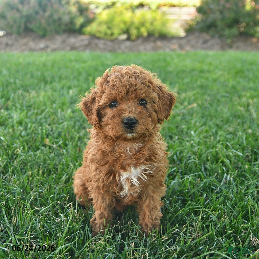 Cavapoo dogs Darling  - Ad 2