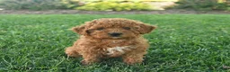 Cavapoo dogs for sale: Darling  - Ad 2