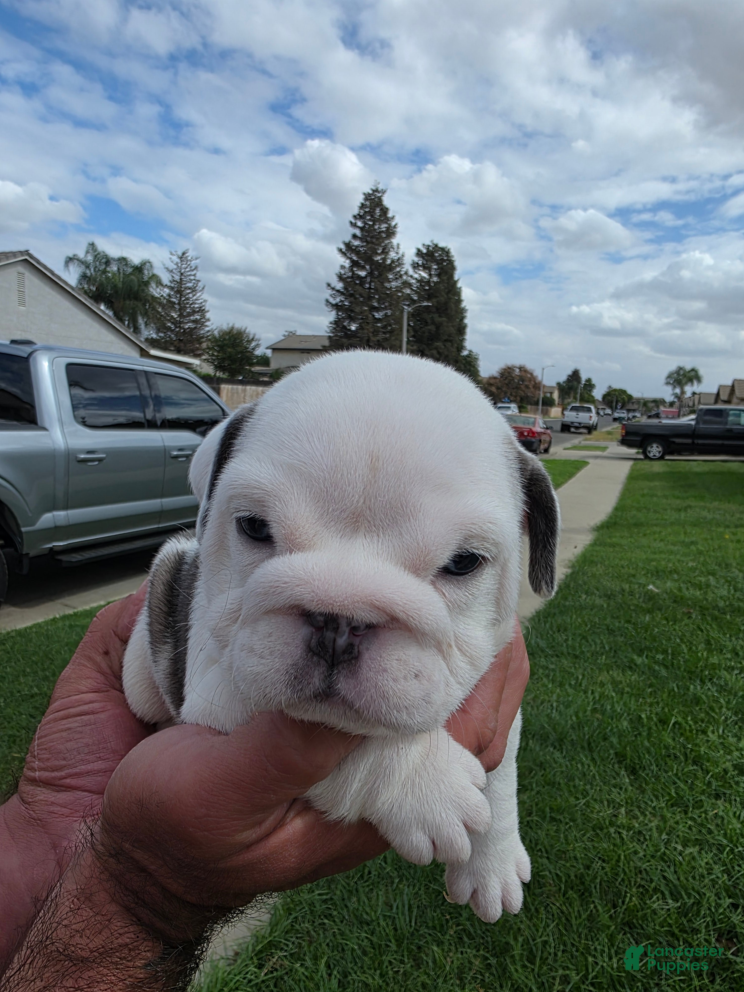 English Bulldog dogs for sale: English Bulldog 5 - Ad 9