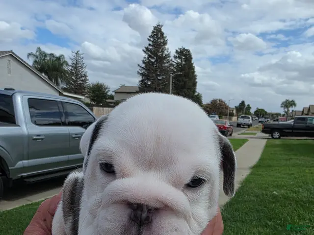 English Bulldog dogs for sale: English Bulldog 5 - Ad 9