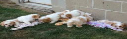 Cavachon dogs for sale: RANDY - Ad 16