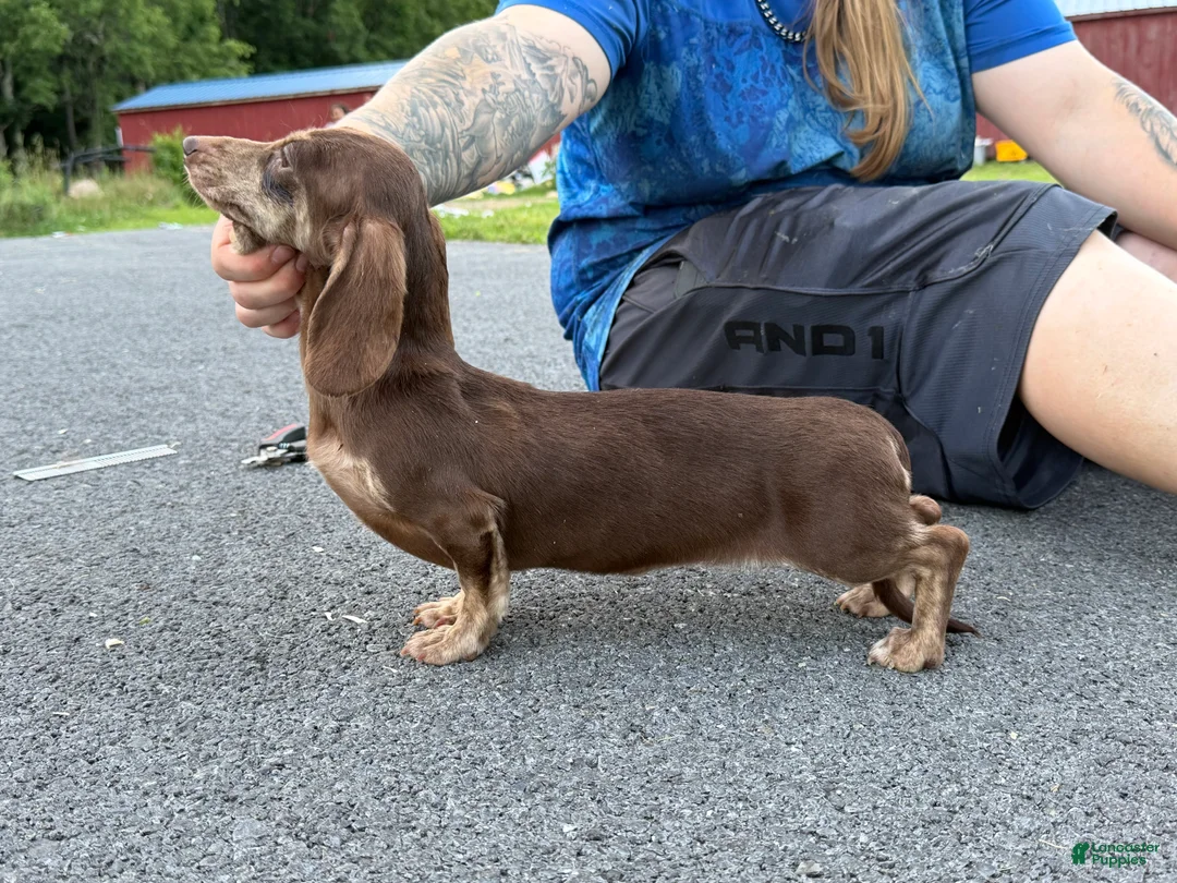 Miniature Dachshund dogs for sale: Choc Cream Brindle AKC  - Ad 3