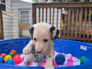 Dalmatian dogs Dalmatian 6 - Ad 4