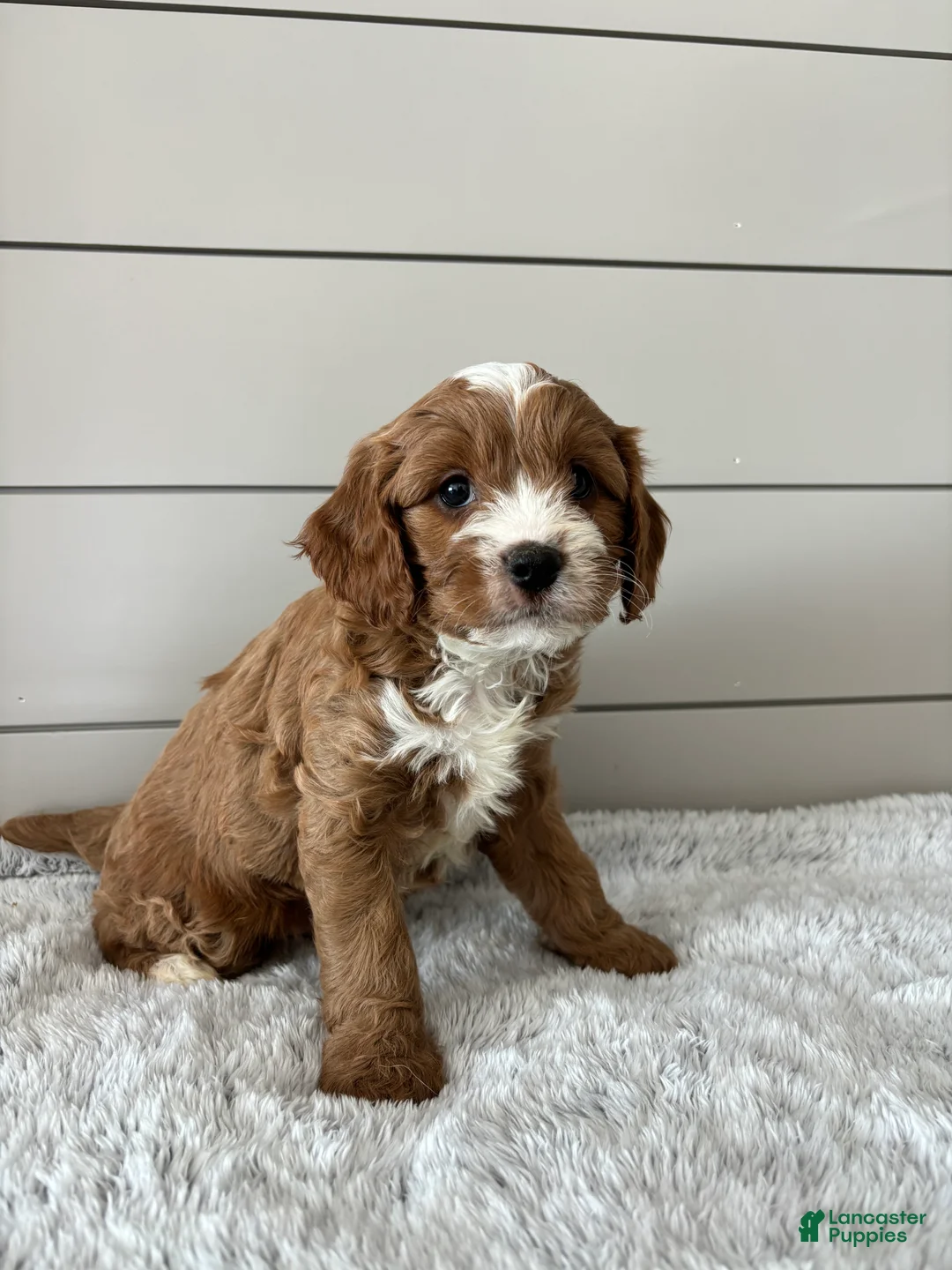 Cavapoo dogs for sale: Oliver  - Ad 3
