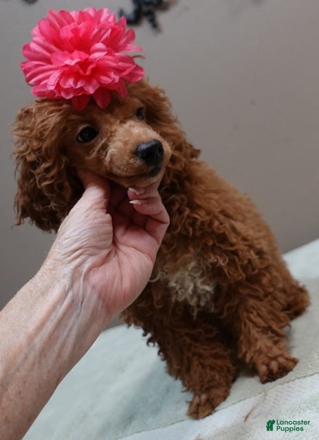 Toy Poodle dogs for sale: Deep Red - Ad 5