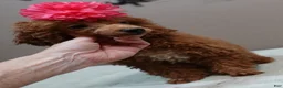 Toy Poodle dogs for sale: Deep Red - Ad 1