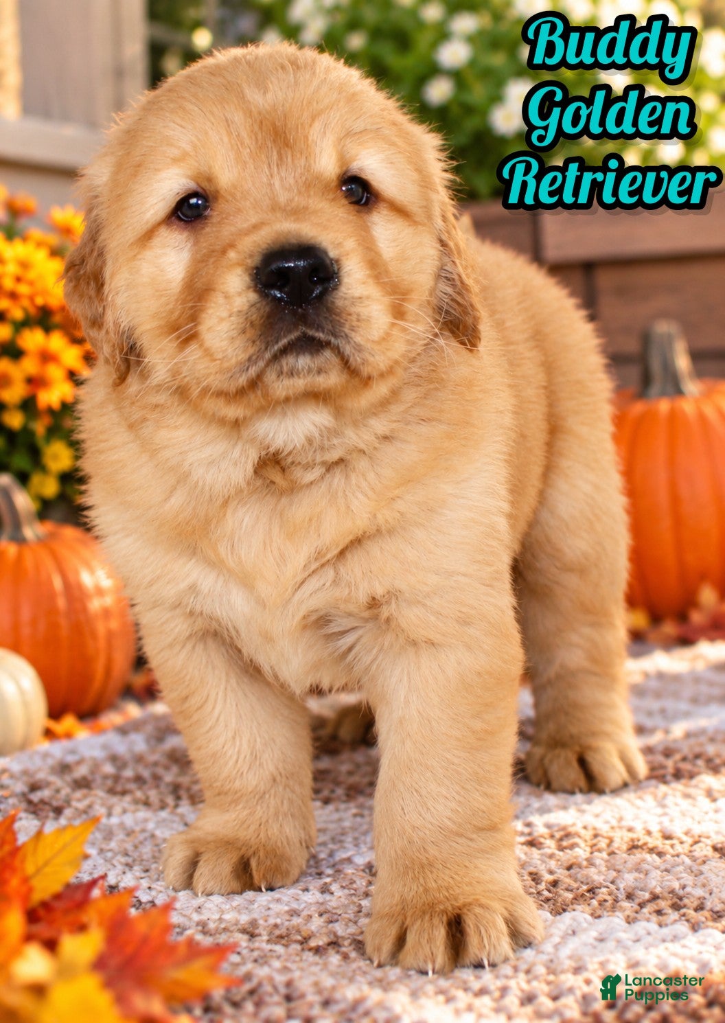 Golden Retriever dogs for sale: Buddy Male AKC Golden Retriever - Ad 1