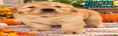 Buddy Male AKC Golden Retriever