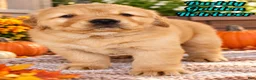 Golden Retriever dogs for sale: Buddy Male AKC Golden Retriever - Ad 1