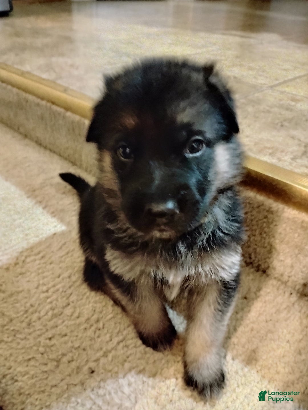 German Shepherd dogs for sale: German Shepherd Puppy 3 - Ad 8