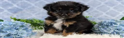 Toy Australian Shepherd dogs for sale: Brittlyn - Ad 12
