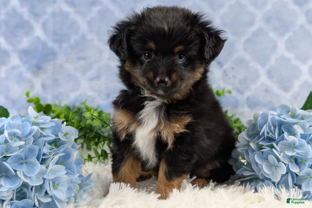 Toy Australian Shepherd dogs for sale: Brittlyn - Ad 12