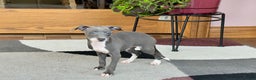 Italian Greyhound dogs for sale: Kk - Ad 17