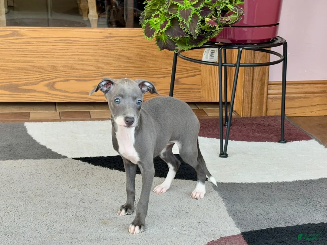 Italian Greyhound dogs for sale: Kk - Ad 7