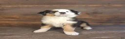 Australian Shepherd dogs for sale: Frank - Ad 3