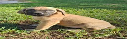English Mastiff dogs for sale: English Mastiff Eve - Ad 4