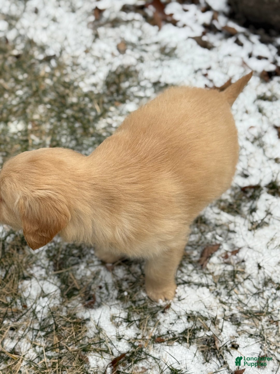 Golden Retriever dogs for sale: Sunny - Ad 8