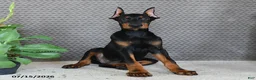 Doberman Pinscher dogs for sale: Duke - Ad 1