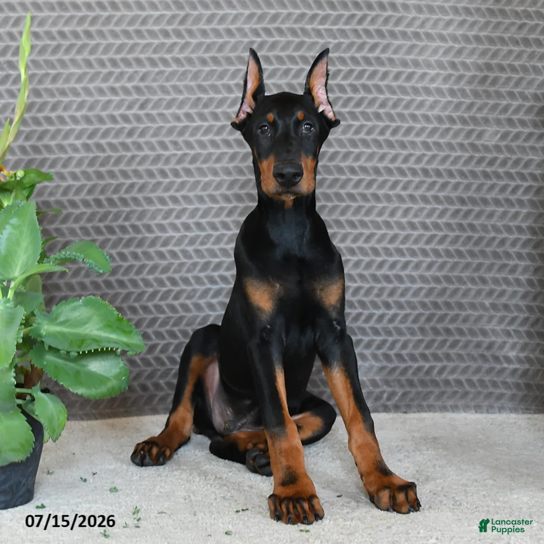 Doberman Pinscher dogs for sale: Duke - Ad 1