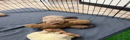 Mini Goldendoodle dogs for sale: Rosie (unofficial name) - Ad 4