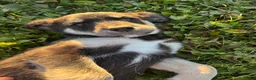 Huskipoo dogs for sale: Raven - Ad 2