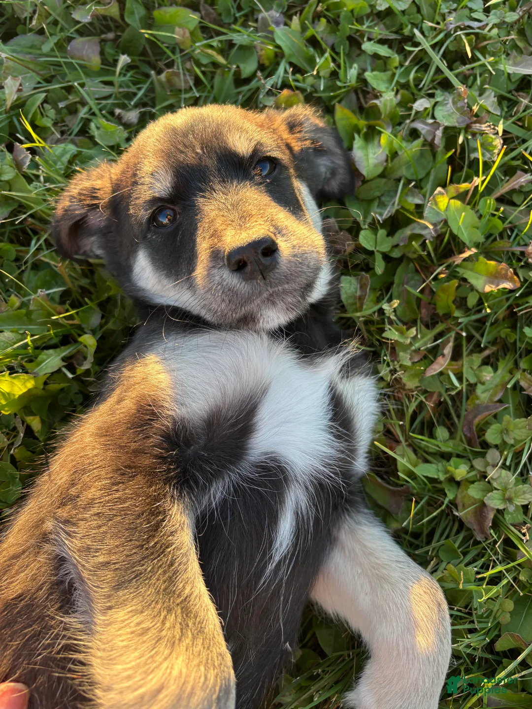 Huskipoo dogs for sale: Raven - Ad 2