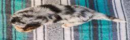 Australian Shepherd dogs for sale: Kisha - Ad 8