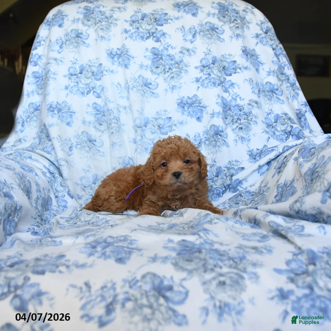 Labradoodle dogs for sale: Conny - Ad 3