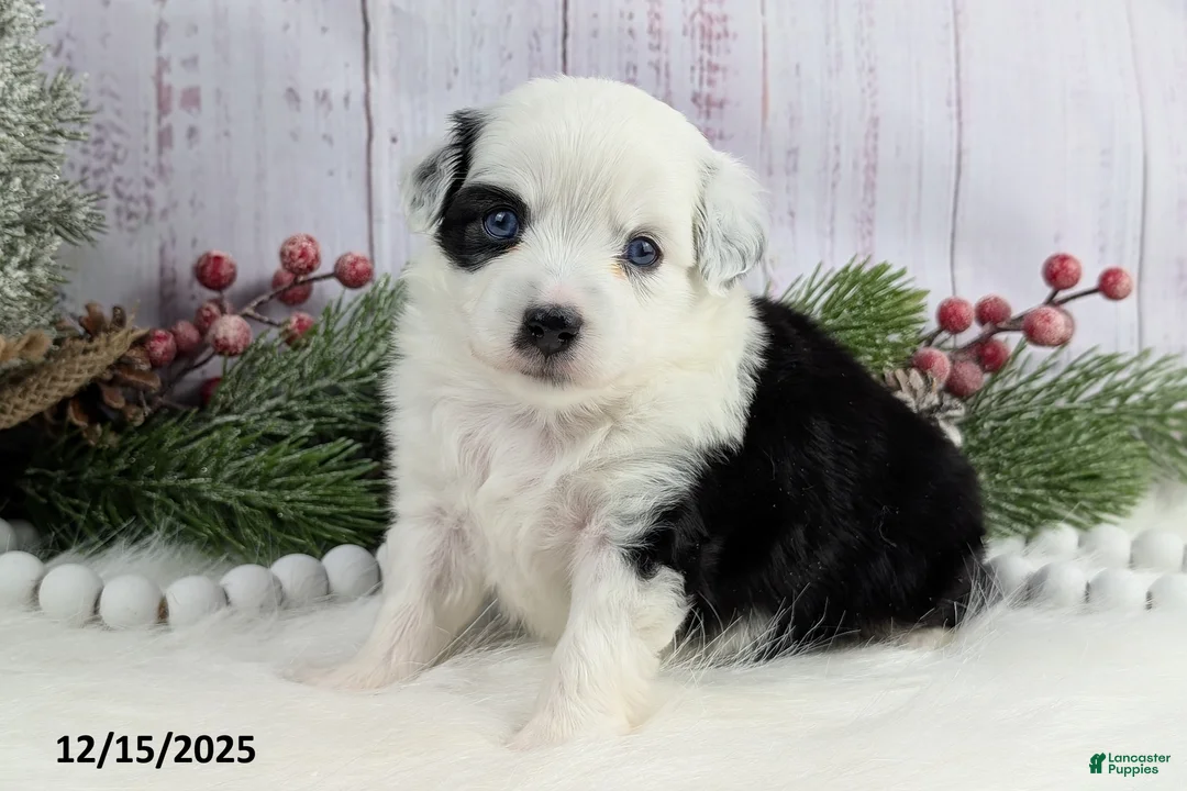 Toy Australian Shepherd dogs for sale: Brandi - Ad 25