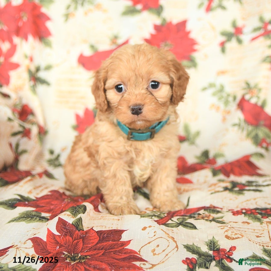 Cockapoo dogs Spirit - Ad 3