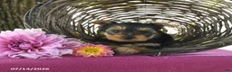 Yorkshire Terrier dogs for sale: Terry - Ad 4